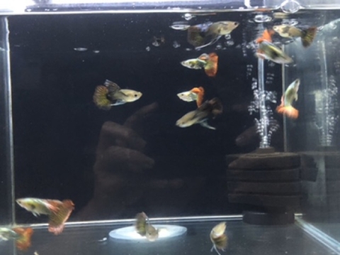 Lọc bio góc mini Sobo Xy 833 - kiểu dáng gọn nhỏ, bông lọc mịn, thích hợp cho hồ mini