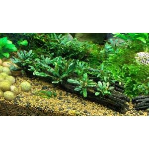 Lũa xương rồng Cholla Cactus size 15 cm chuyên dùng cho tép cảnh