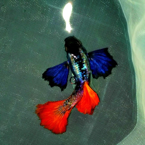Cá Guppy - Dumbo Red Tail (Cặp trống mái)