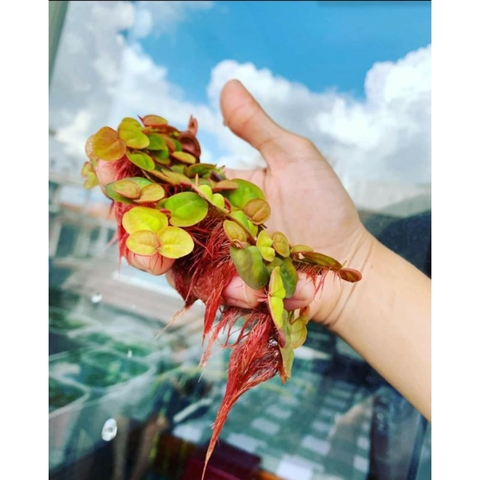 Bèo Rể Đỏ - Bèo Táo - Red Root Floater - Phụ Kiện Trang Trí Hố Cá Dễ Trồng Dễ Nuôi, Ko Cần CO2