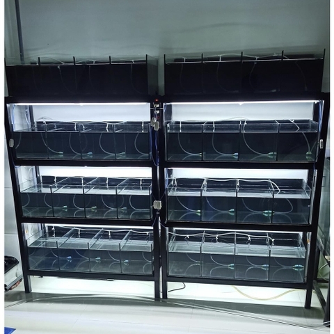 Decal Dán Bể Cá, Dán Nền Hồ Cá Cảnh (Khổ 60cm)