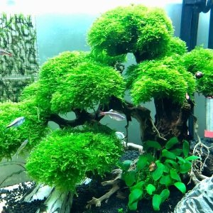 Rêu Thủy Sinh Gắn Lũa, Đá | MINI TAIWAN - US FISS - WEPPING - FLAME - SPINKY - ROSE MOSS