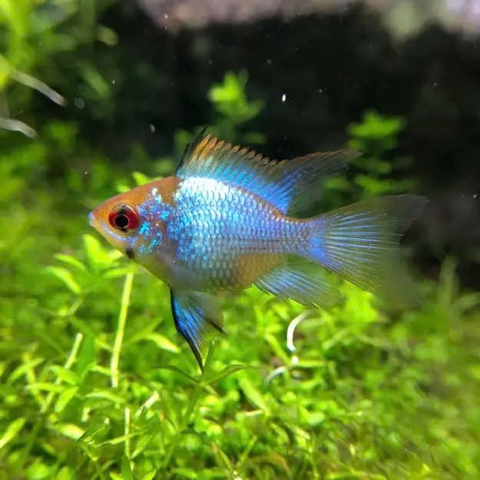 Cá Phượng Hoàng Lam