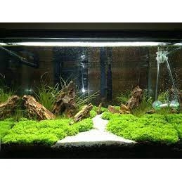 Cát Trắng Thiên Nhiên, Chuyên Trải Nền, Trang Trí Bể Cá Cảnh