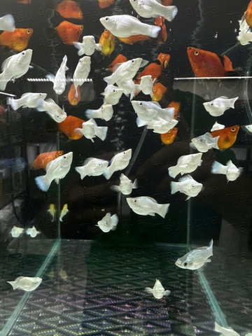 Mún Molly Short Platinum