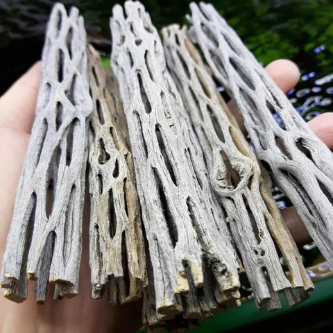 Lũa xương rồng Cholla Cactus size 15 cm chuyên dùng cho tép cảnh