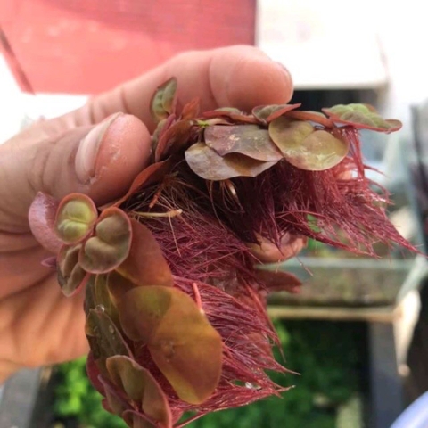 Bèo Rể Đỏ - Bèo Táo - Red Root Floater - Phụ Kiện Trang Trí Hố Cá Dễ Trồng Dễ Nuôi, Ko Cần CO2