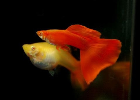 Cá Guppy - Full Red (Cặp trống mái)