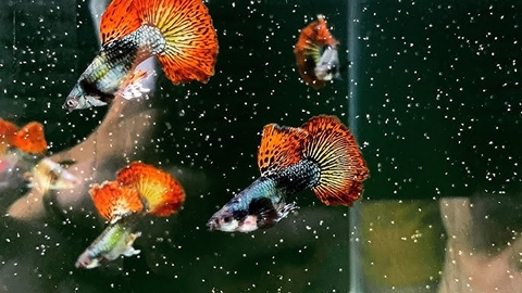 Cá Guppy - Rồng Đỏ (Cặp trống mái)