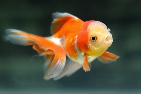 Cá Ba đuôi Đầu Lân / Cá Tàu