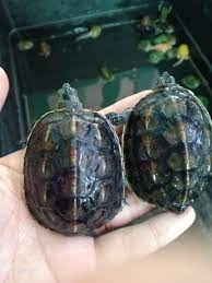 Rùa Đá Pond / Rùa sọc