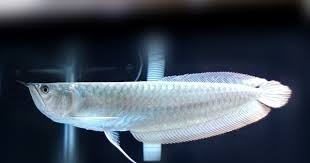 Cá Rồng Ngân Long