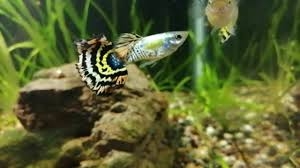Cá Guppy - Tiger (Cặp trống mái)