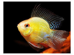 Phượng Hoàng Vàng