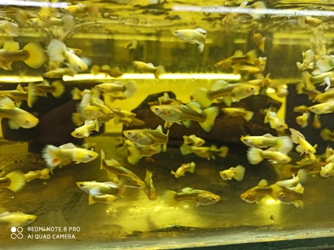 Cá Guppy - Full Gold (Cặp trống mái)