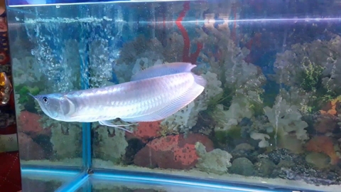 Cá Rồng Ngân Long