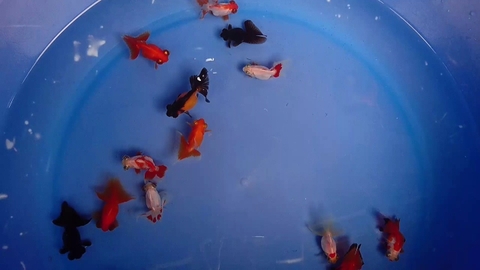 Ba đuôi mắt lồi