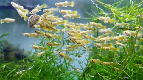 Cá Guppy - Full Gold (Cặp trống mái)