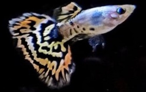 Cá Guppy - Tiger (Cặp trống mái)