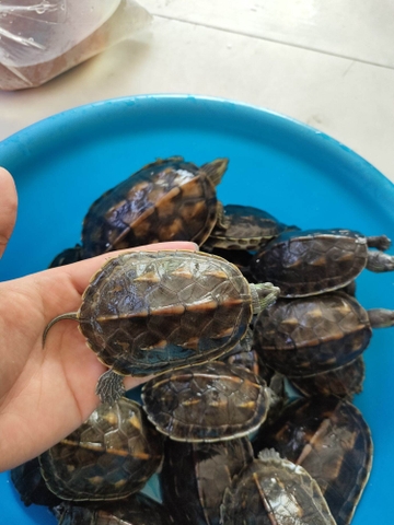 Rùa Đá Pond / Rùa sọc