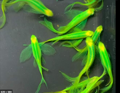 Sọc ngựa cánh tiên