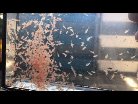 Artemia nước ngọt - viên con nhộng, dễ dàng ấp nở và nuôi sinh khối