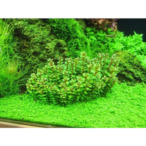 Cây Thủy Sinh Cắt Cắm - Trang Trí Hồ Cá Thêm Sinh Động