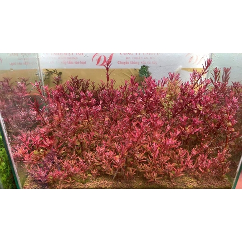 Cây Thủy Sinh Cắt Cắm - Trang Trí Hồ Cá Thêm Sinh Động