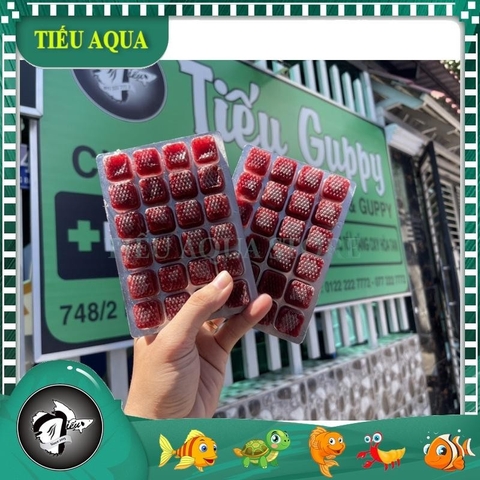 Trùng Huyết dạng Vĩ 24 viên (100gr) Thức Ăn dinh dưỡng cho cá cảnh