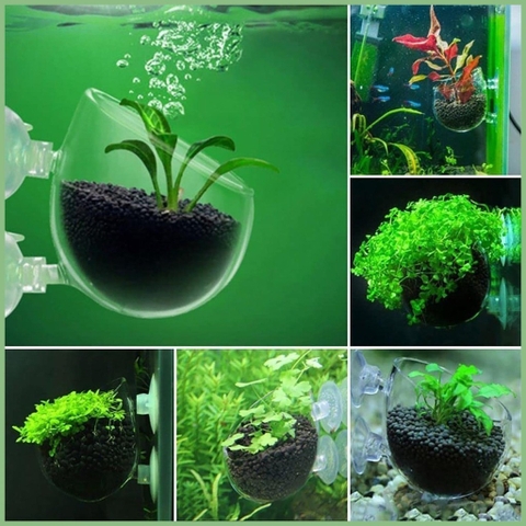 Cốc Trồng cây Thủy Sinh mini - Cốc Đựng trùng chỉ cho cá ăn