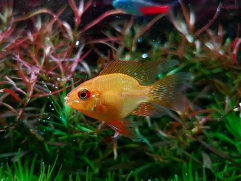 Phượng Hoàng Vàng