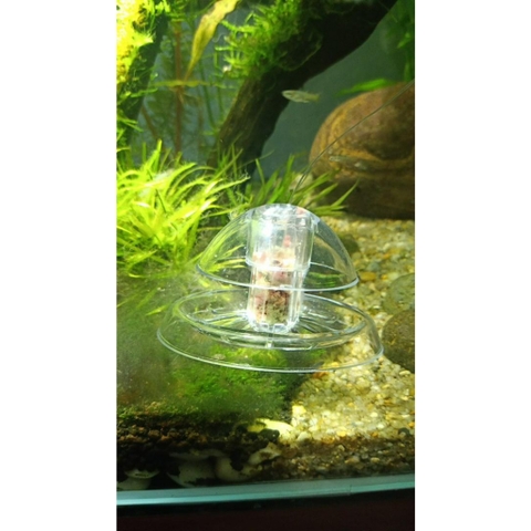 Dụng Cụ Bẫy Ốc Hại Trong Hồ Thủy Sinh, Hồ Cá Cảnh