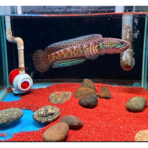 1kg Cát Màu - Cát Thạch Anh Nhiều Màu Sắc Trang Trí Bể Cá