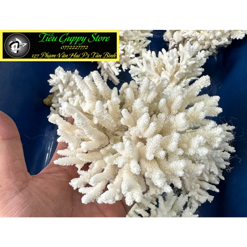 San Hô Bông - San Hô Thiên Nhiên Trang Trí Hồ Cá Cảnh, Tiểu Cảnh - Giúp Tăng PH Nước