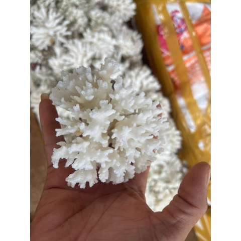 San Hô Bông - San Hô Thiên Nhiên Trang Trí Hồ Cá Cảnh, Tiểu Cảnh - Giúp Tăng PH Nước