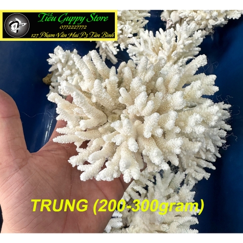 San Hô Bông - San Hô Thiên Nhiên Trang Trí Hồ Cá Cảnh, Tiểu Cảnh - Giúp Tăng PH Nước