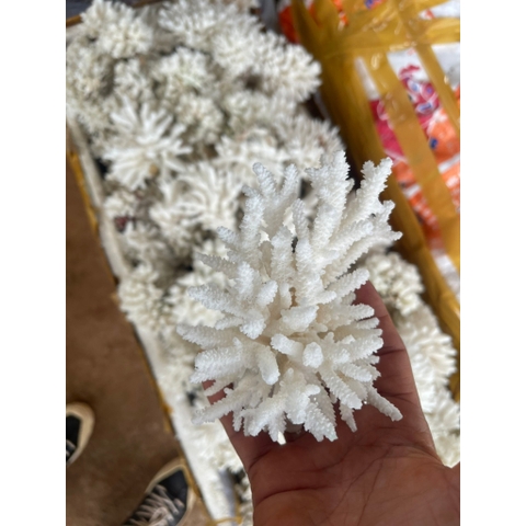 San Hô Bông - San Hô Thiên Nhiên Trang Trí Hồ Cá Cảnh, Tiểu Cảnh - Giúp Tăng PH Nước