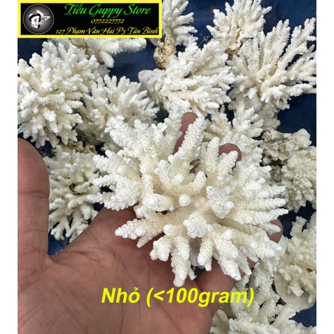 San Hô Bông - San Hô Thiên Nhiên Trang Trí Hồ Cá Cảnh, Tiểu Cảnh - Giúp Tăng PH Nước