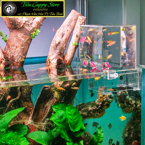 Box Úp Ngược Hồ Cá - Box Chất Liệu Acrylic Siêu Trong Trang Trí Bể Cá Cảnh