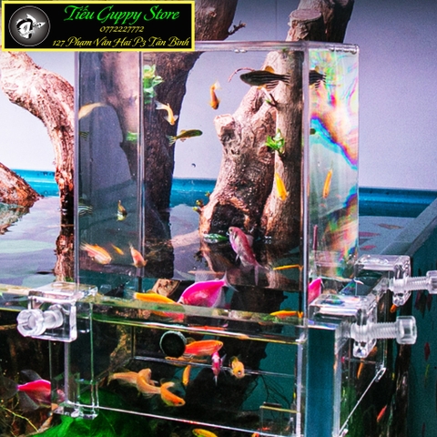 Box Úp Ngược Hồ Cá - Box Chất Liệu Acrylic Siêu Trong Trang Trí Bể Cá Cảnh