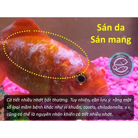 TOPTOP - Chuyên Xử Lý Giun, Sán, Đường Ruột Cho Cá