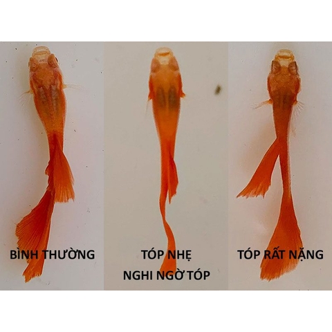 TOPTOP - Chuyên Xử Lý Giun, Sán, Đường Ruột Cho Cá