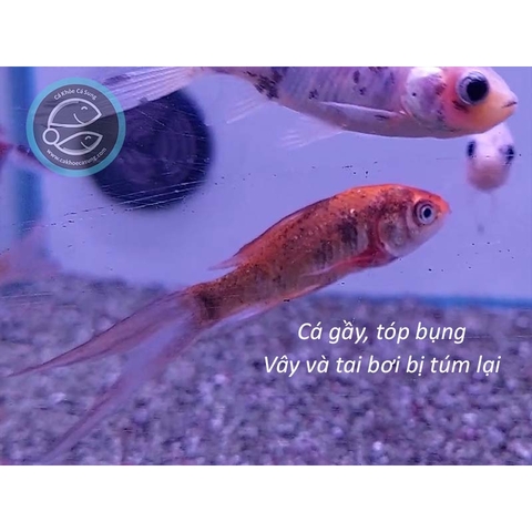 TOPTOP - Chuyên Xử Lý Giun, Sán, Đường Ruột Cho Cá