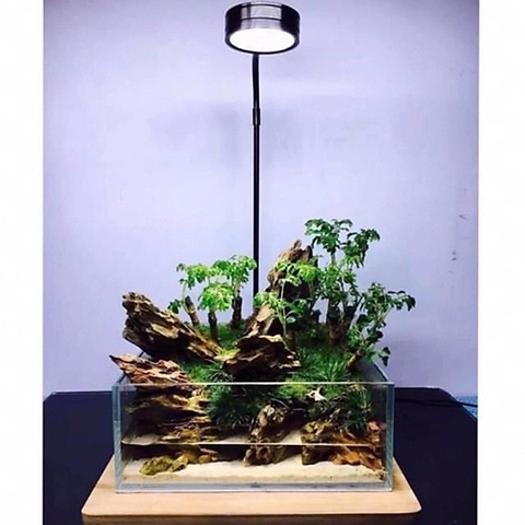 Đèn Đế Gỗ - Đèn Led kèm Đế Gỗ Ánh Sáng Trắng vàng chuyên dụng cho hồ thủy sinh, hồ bán cạn, bể cá tròn...