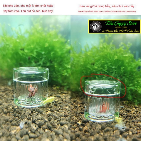 Bẫy Sán 8 Lỗ Chuyên Dụng Cho Bể Thủy Sinh, Hồ Tép Cảnh