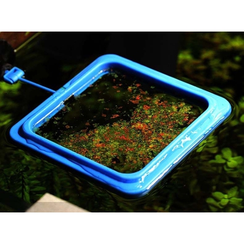 Vòng Cho Cá Ăn - Vòng Giữ Cám Nổi - Vòng Giữ Thức Ăn trong hồ cá