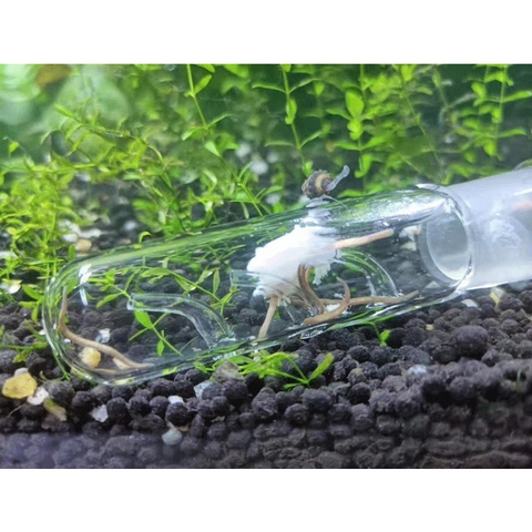 Ống Thủy tinh Bẫy Sán, Sinh vật hại trong Hồ Thủy Sinh