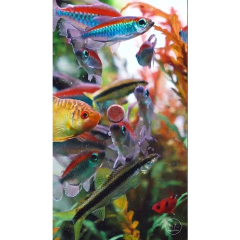 Thức Ăn Dán Kinh JBL NOVOTAB - Thực phẩm cao cấp cho Cá Cảnh, Cá Thủy Sinh đến từ Đức