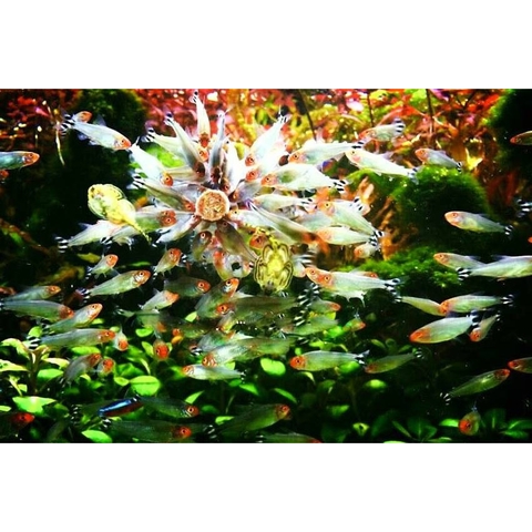 Thức Ăn Dán Kính Chứa Tảo JBL NOVO Fect - Thức Ăn Chuyên Dụng dành cho cá cảnh nhỏ và cá Thủy Sinh