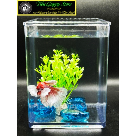 Keo Betta Trong Suốt 15x12x15cm - Keo Show Nhựa Chất Liệu Cao Cấp Tích Hợp nuôi cá Betta, Guppy, Cá Cảnh nhỏ, Tiểu Cảnh